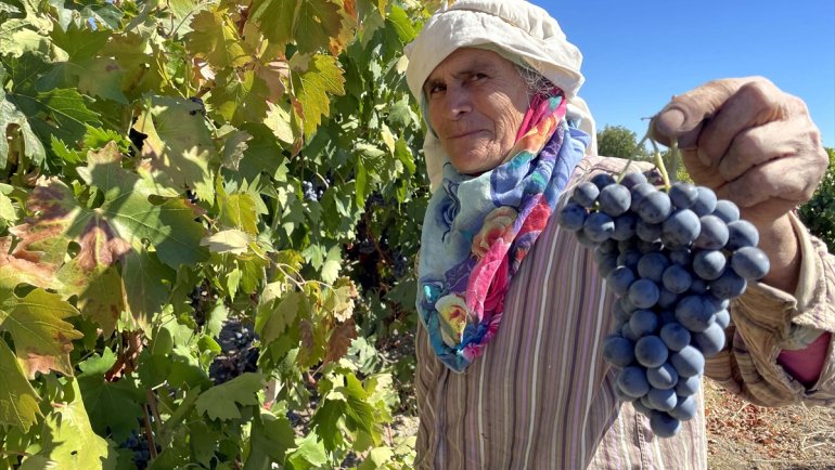 Elazığ'da yetiştirilen üzümde 81 bin ton rekolte bekleniyor