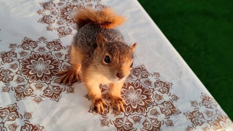 Elazığlı muhtar, sahiplendiği sincap yavrusunu enjektörle besliyor