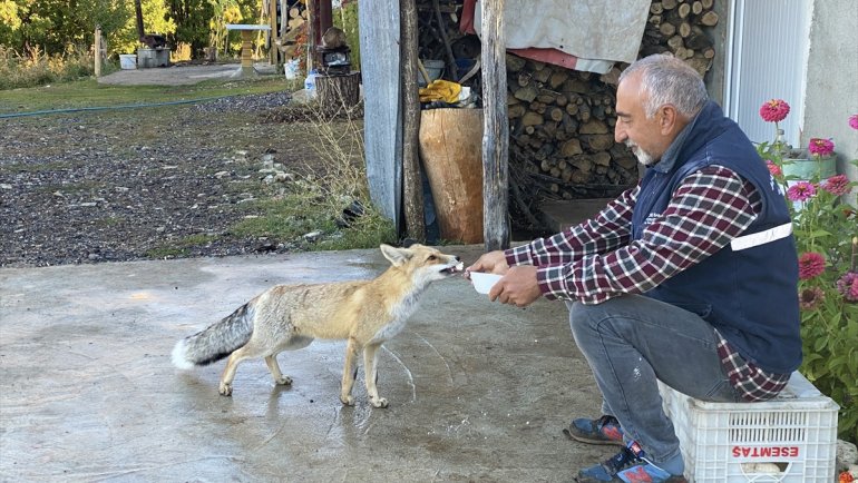 Eliyle beslediği tilki Maykıl can dostu oldu1