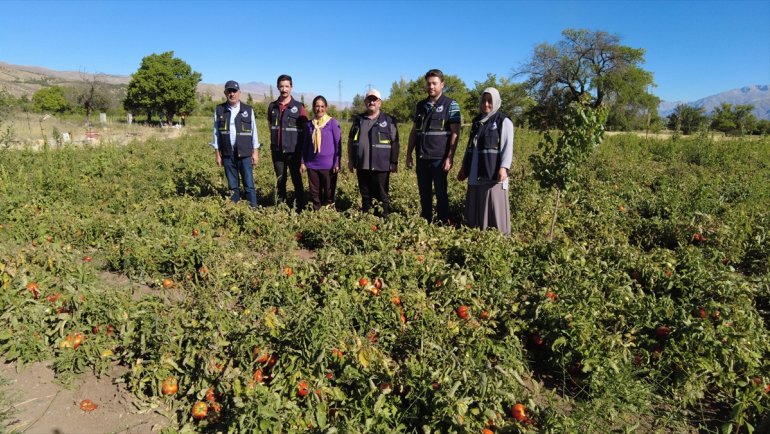 Destekle domates üretimine başlayan kadın girişimci bu sezon tonlarca ürün bekliyor