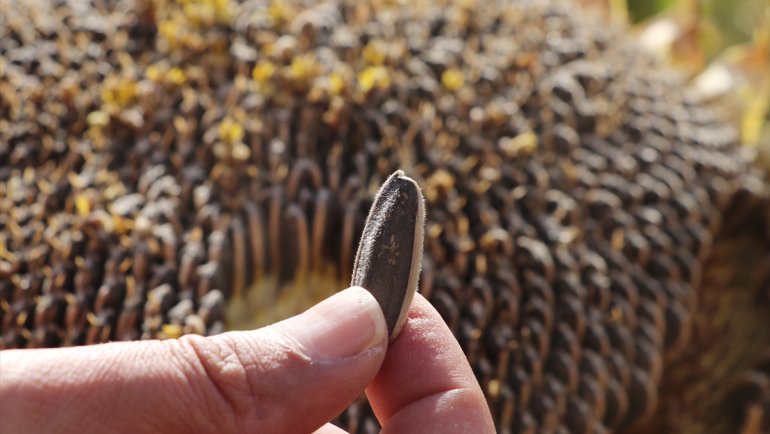 Ayçiçeği ekim alanı artan Pasinler Ovası'nda hasada başlandı