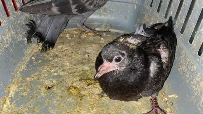 Erzurum'da yaralı bulunan bıldırcın ve güvercinler tedaviye alındı