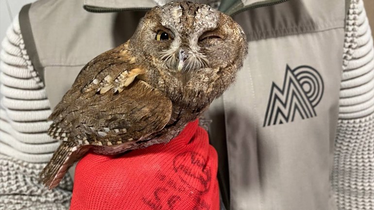 Erzurum'daki yaralı ve bitkin halde bulunan 6 yabani kuş tedaviye alındı