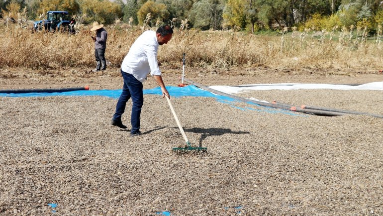 Erzurum'da patates, ayçiçeği ve lahana hasadı başladı