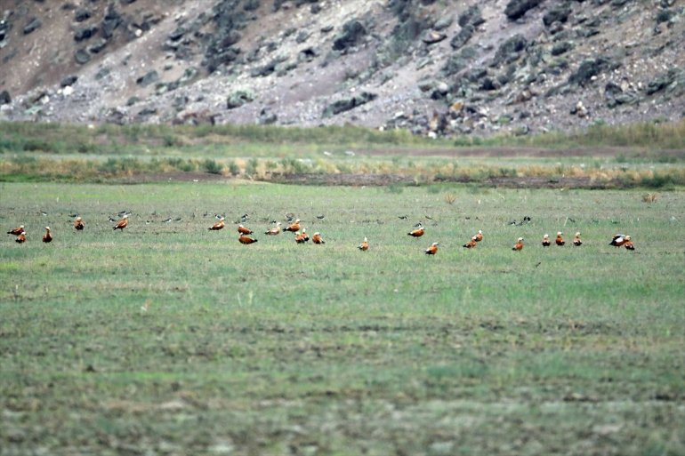 68 eteğindeki tespit Dağı - alanında kuş Erhacı Ağrı türü IĞDIR sulak edildi 1