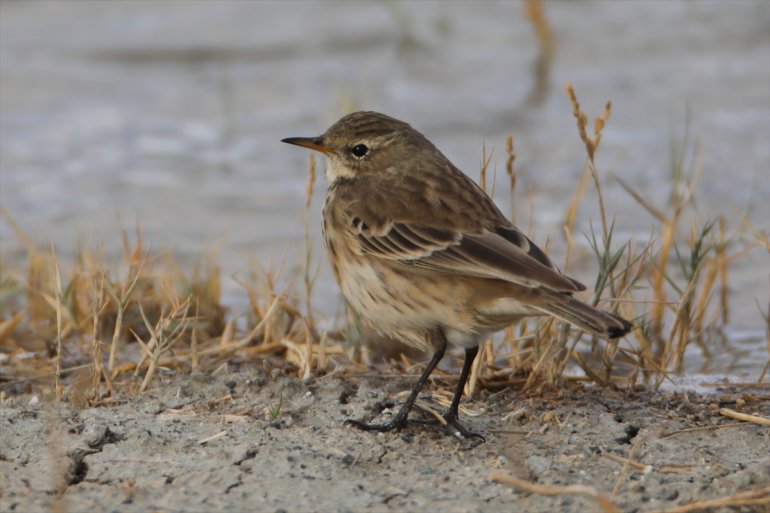 kuş sulak tespit Erhacı Dağı edildi Ağrı 68 eteğindeki - alanında IĞDIR türü 2