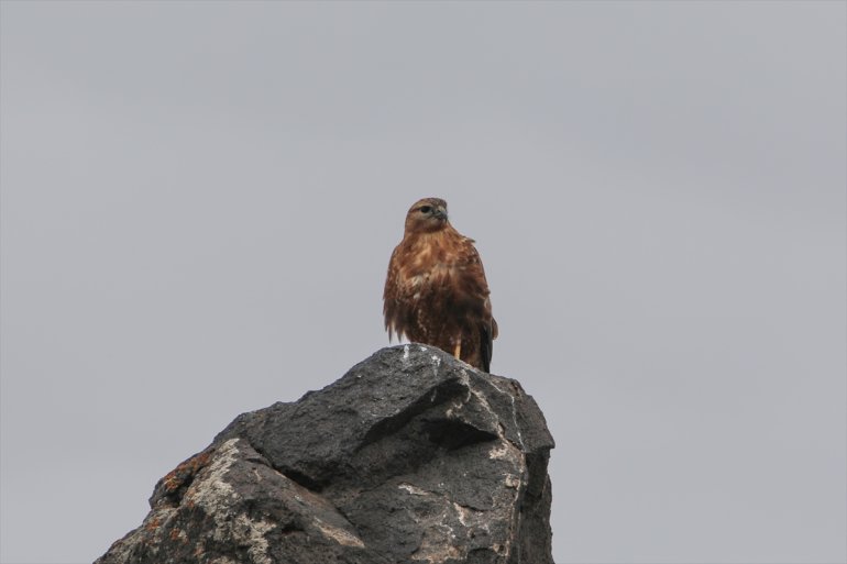alanında sulak tespit 68 Dağı türü IĞDIR kuş eteğindeki - edildi Ağrı Erhacı 11