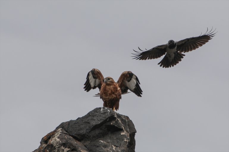 68 türü kuş eteğindeki sulak Erhacı edildi - Ağrı tespit Dağı IĞDIR alanında 12