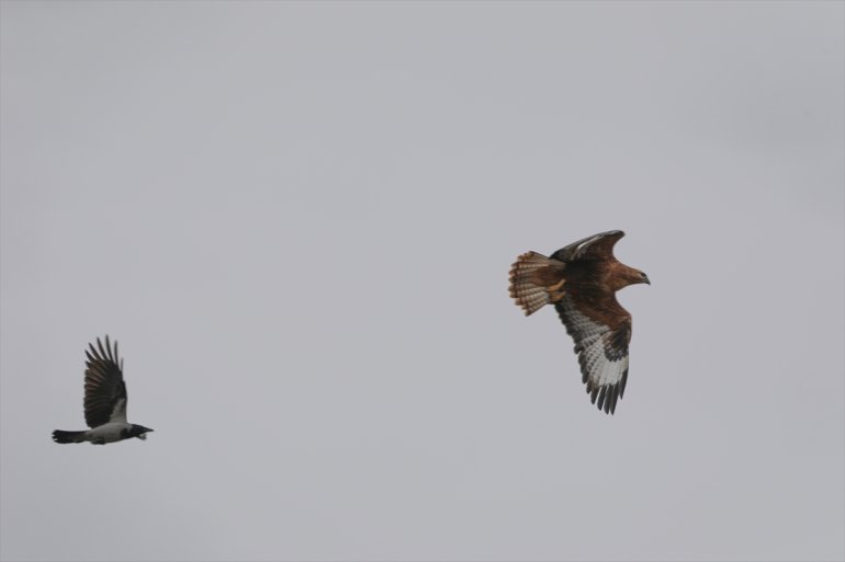 edildi IĞDIR Dağı alanında Ağrı - kuş tespit türü eteğindeki sulak 68 Erhacı 13