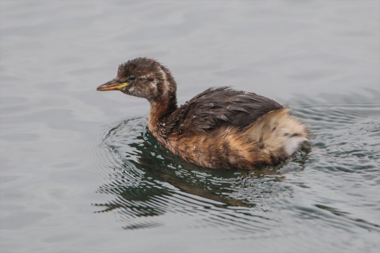 Erhacı Ağrı alanında IĞDIR edildi eteğindeki 68 tespit kuş sulak - türü Dağı 14