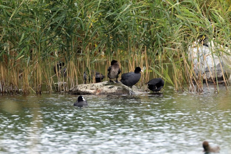 tespit türü sulak Erhacı - IĞDIR Dağı 68 kuş Ağrı eteğindeki edildi alanında 15