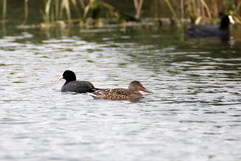 sulak tespit IĞDIR Dağı 68 alanında - edildi kuş Ağrı türü eteğindeki Erhacı 17