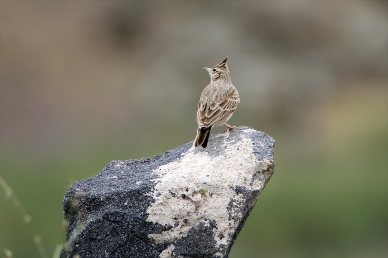 edildi eteğindeki türü Ağrı Erhacı sulak kuş 68 - alanında Dağı tespit IĞDIR 18