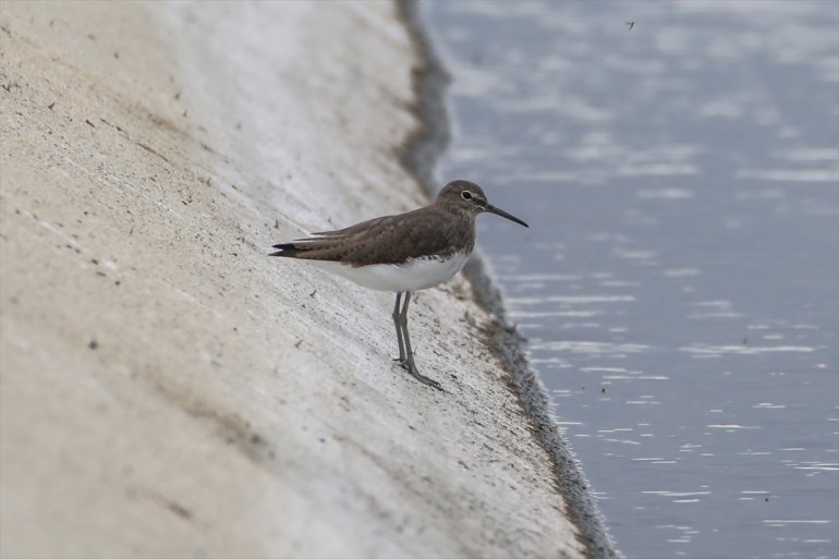 Erhacı türü kuş IĞDIR sulak Dağı 68 Ağrı eteğindeki alanında edildi tespit - 19