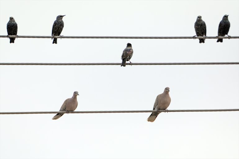 kuş tespit - Dağı alanında eteğindeki 68 sulak Erhacı türü Ağrı edildi IĞDIR 20