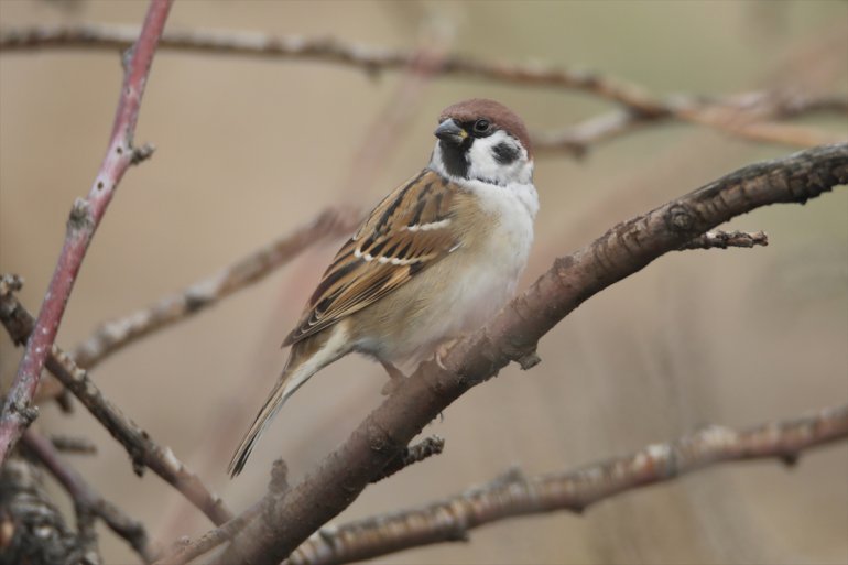 68 tespit sulak türü Ağrı IĞDIR eteğindeki Dağı edildi Erhacı - alanında kuş 3