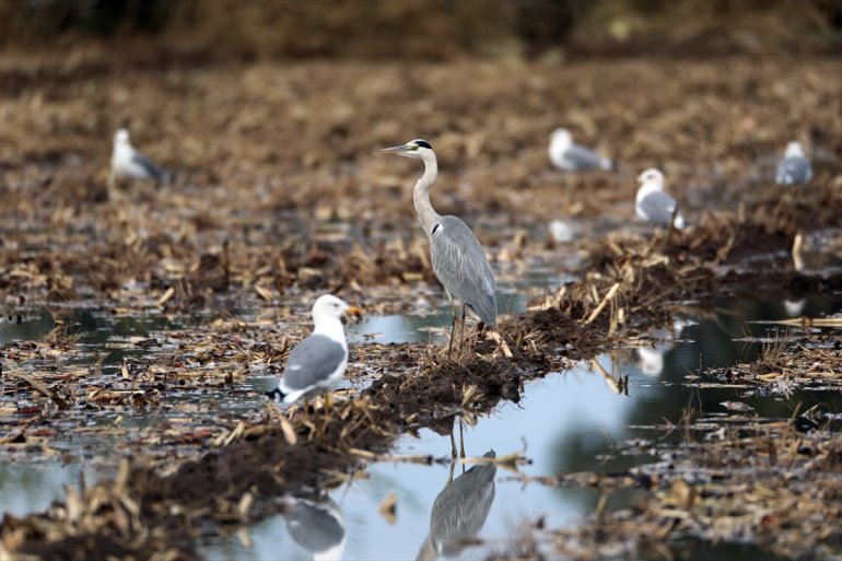 Erhacı Dağı kuş türü sulak - 68 alanında eteğindeki tespit IĞDIR Ağrı edildi 21