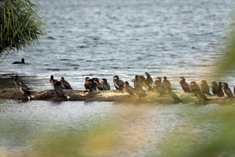 türü Erhacı IĞDIR Dağı sulak tespit alanında eteğindeki edildi 68 - Ağrı kuş 22