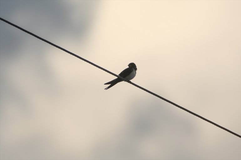 Ağrı 68 Dağı eteğindeki alanında IĞDIR Erhacı - kuş sulak tespit edildi türü 23