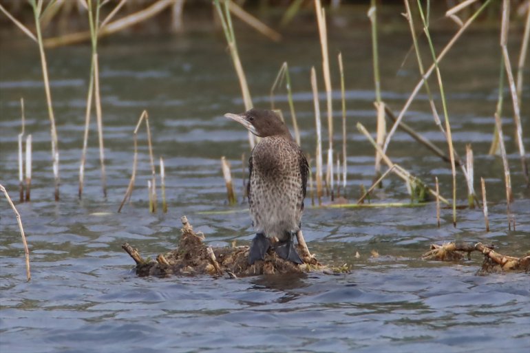 edildi kuş türü Dağı eteğindeki IĞDIR Erhacı Ağrı sulak 68 alanında tespit - 24