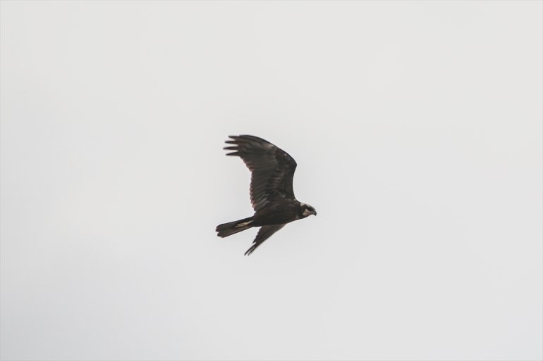 sulak Erhacı kuş alanında 68 IĞDIR - tespit eteğindeki edildi Dağı türü Ağrı 25