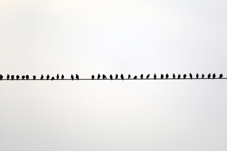 Erhacı edildi IĞDIR alanında - sulak Ağrı kuş tespit Dağı 68 eteğindeki türü 27