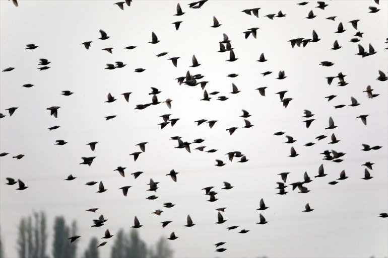 kuş Erhacı tespit eteğindeki Ağrı sulak 68 - alanında Dağı IĞDIR türü edildi 28