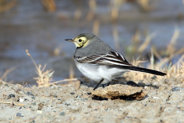alanında Ağrı IĞDIR Erhacı kuş sulak edildi - tespit eteğindeki 68 türü Dağı 4