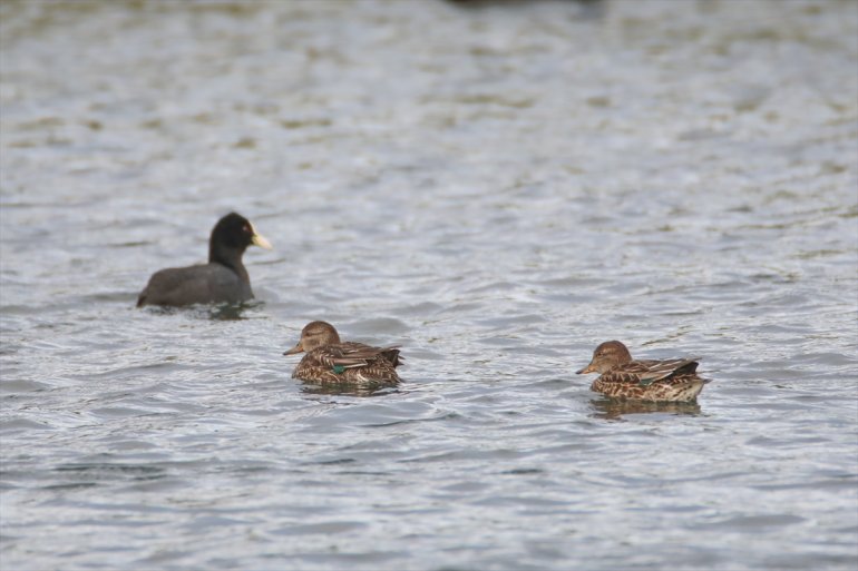 IĞDIR alanında - eteğindeki tespit Ağrı sulak Erhacı Dağı 68 türü kuş edildi 5