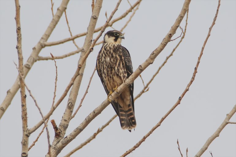 IĞDIR türü - Dağı sulak Erhacı tespit 68 alanında edildi Ağrı kuş eteğindeki 6