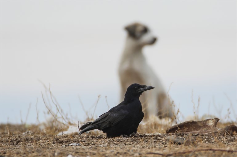 kuş eteğindeki alanında Dağı Ağrı edildi - tespit IĞDIR 68 Erhacı sulak türü 7