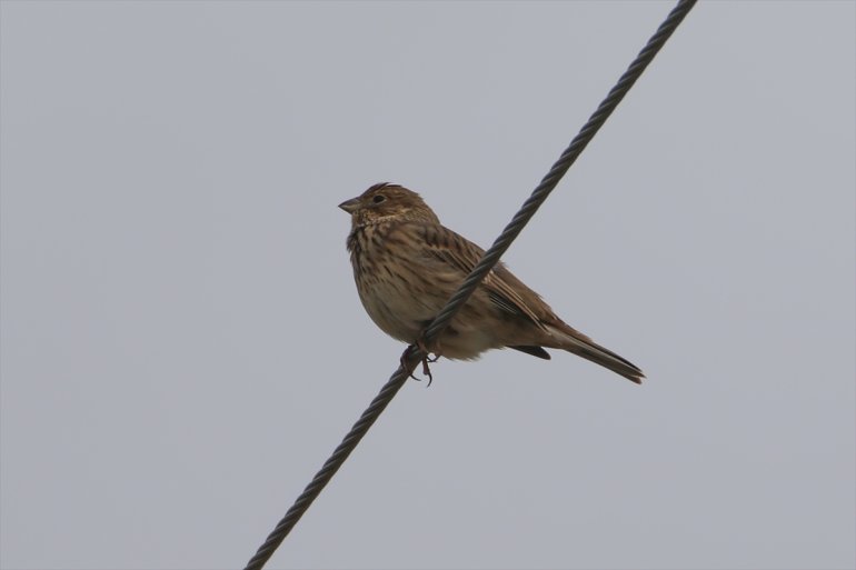 türü kuş eteğindeki edildi tespit sulak Ağrı 68 Erhacı IĞDIR Dağı - alanında 8
