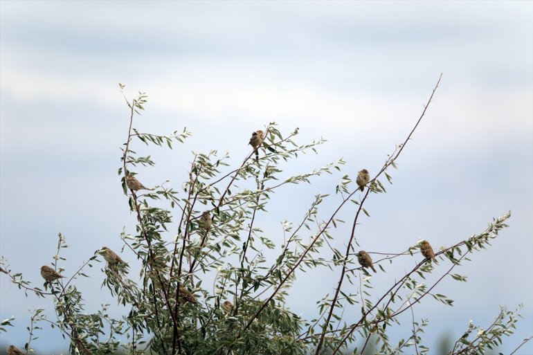 eteğindeki alanında kuş türü IĞDIR sulak edildi tespit Dağı - 68 Ağrı Erhacı 9