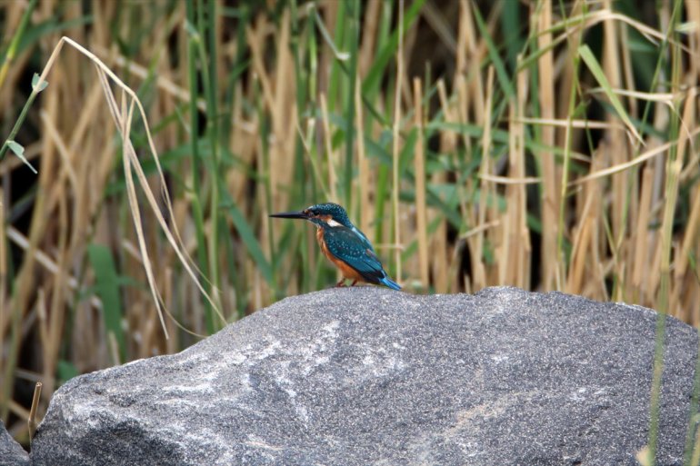 Ağrı IĞDIR Dağı sulak Erhacı edildi 68 eteğindeki - alanında kuş türü tespit 10