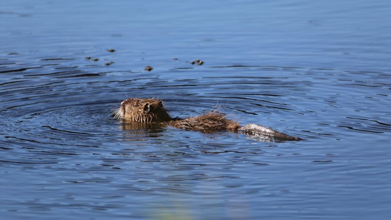 Ağrı Dağı eteklerinde yaşayan su maymununun beslenme anı kamerada