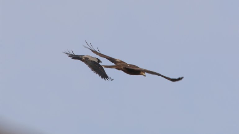 Iğdır'da leş kargasının kara çaylağa saldırısı kameraya yansıdı