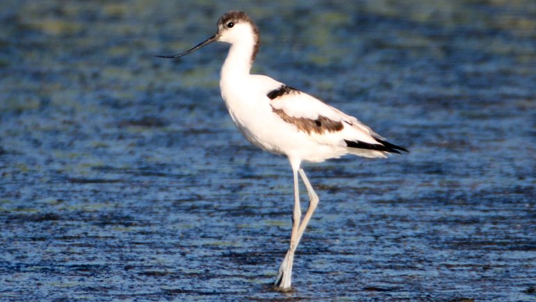 Iğdır'da mola veren kılıçgaga kuşunun beslenme anı kamerada
