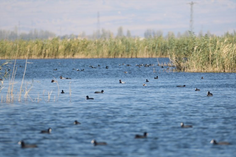 Dünyada soyu azalan elmabaş ördeği, kışı Ağrı Dağı'nın eteğinde geçiriyor