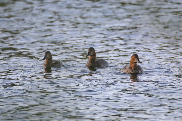 IĞDIR soyu elmabaş - kışı eteğinde geçiriyor azalan ördeği, Dünyada Dağı