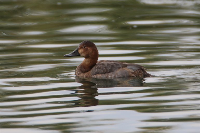 kışı ördeği, soyu - Dünyada geçiriyor eteğinde elmabaş Dağı