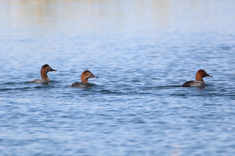 - Ağrı soyu eteğinde geçiriyor Dünyada elmabaş Dağı