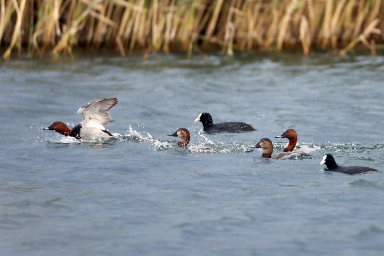 azalan Dünyada geçiriyor - ördeği, soyu elmabaş IĞDIR Dağı