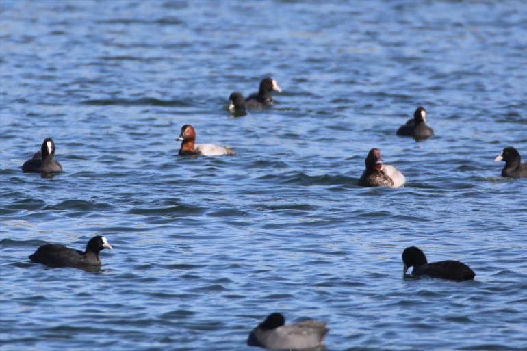 IĞDIR eteğinde Dünyada Ağrı Dağı