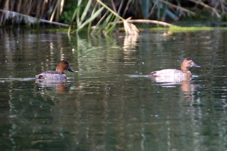 ördeği, elmabaş geçiriyor - Dağı
