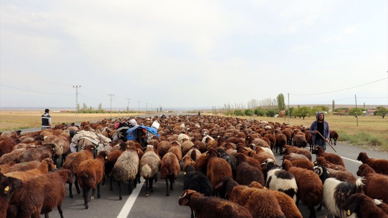 Iğdır'da göçerlerin yaylalardan eve dönüş yolculuğu sürüyor