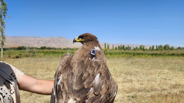 "Korumada öncelikli türler" arasına alınan bozkır kartalı uydu vericisiyle takip altında