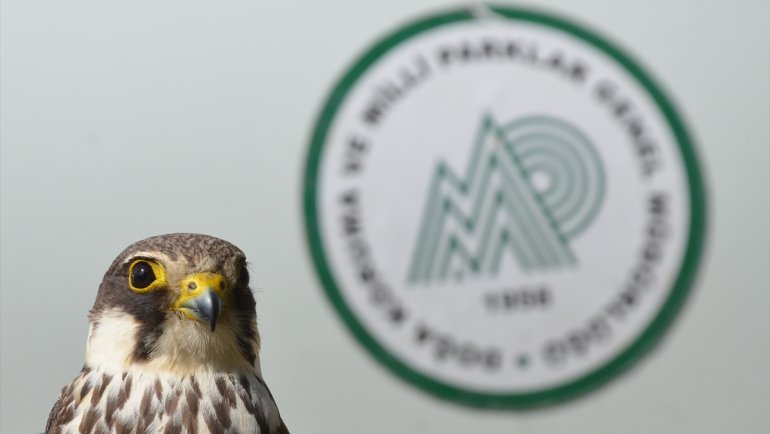 Kars'ta çocukların yaralı bulduğu kerkenez tedaviye alındı