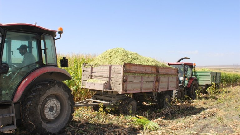 Kars'ta silajlık mısırın hasadı imece usulü yapılıyor