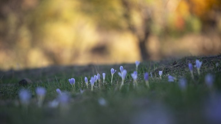 Kışın habercisi vargitler Munzur Vadisi'ne renk kattı