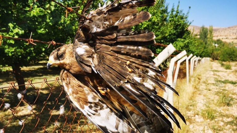 MALATYA - Çitlerin üzerindeki dikenli tele kanadı takılı kalan şahini itfaiye kurtardı1